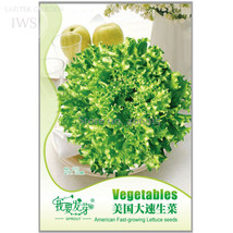 New Fresh American Fast Growing Lettuce Seeds Pack 120 Seeds Balcony Potted Natu - £3.72 GBP