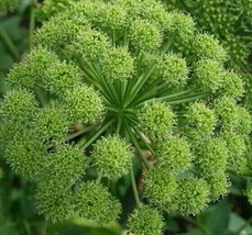 FA Store Angelica Seeds 100+ For Growing Archangelica Herb Garden Culinary - £6.64 GBP