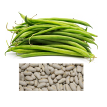 100 Seeds Blue Lake Bush Beans Non-Gmo - £15.84 GBP