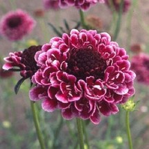 25 + Beaujolais Hats Scabiosa Needle Cushion Flower Seeds/Perennial - £11.27 GBP