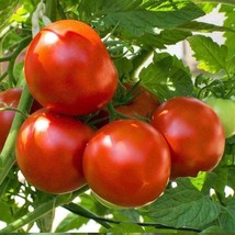 Marion Tomato Seeds Organic US Fast Shipping - $1.98