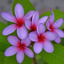 5 Light Purple Pink Plumeria Perennial Flower Seeds - $13.95