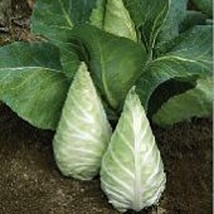 USA SELLER Caraflex Cabbage Seeds Fast Shipping - $9.80