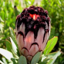 6Pcs Protea Laurifolia Pink Seeds South Africas National Flower Gardening - £17.42 GBP