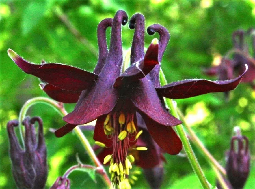 20 Black Columbine Dark Columbine Aquilegia Atrata Deep Purple Flower Seeds Fres - £11.96 GBP