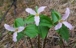 Trillium Ovatum Western White Trillium Seeds Fresh Garden USA SELLER - $17.96