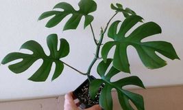Rhaphidophora tetrasperma | Mini Monstera Ginny Philodendron 20_Seeds_Tera Store - £9.37 GBP