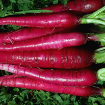 100 Seeds Fire Candle Radish Vegetable Seeds All Natural Spicy Flavor - £14.91 GBP