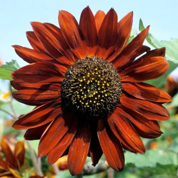 100 Sunflower Seeds Velvet Queen Big Blooms Heirloom Non Gmo Garden Fresh - £7.69 GBP