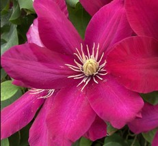 Issey Clematis Vine Plant 2.5&quot; Pot - £27.02 GBP