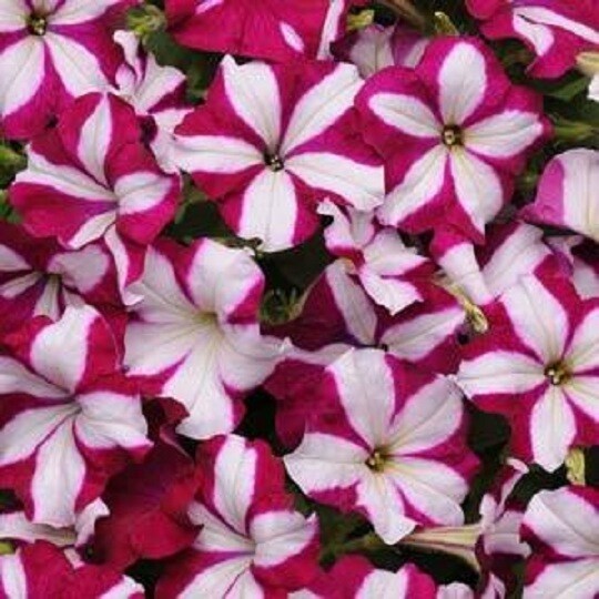 KKG Bin1R8D5 Easy Wave Burgundy Star Wave 25 Pelleted Petunia Seed US Se... - $15.37