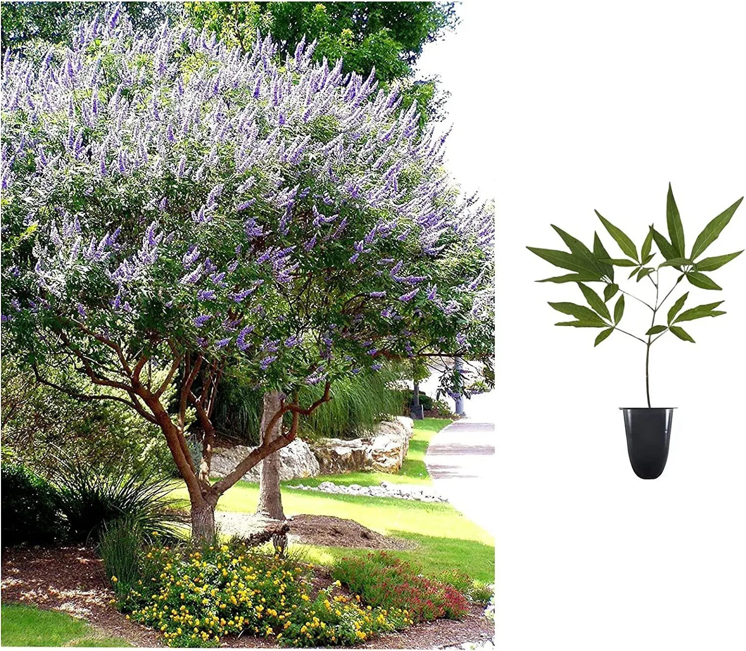 Chaste Tree Live Plants Texas Lilac Shoal Creek Vitex Agnus Castus  - £35.26 GBP