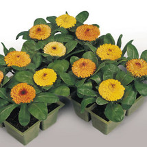 Fiesta Gitana Calendula Seeds | 200 Seeds | Non-GMO | From USA - £7.99 GBP