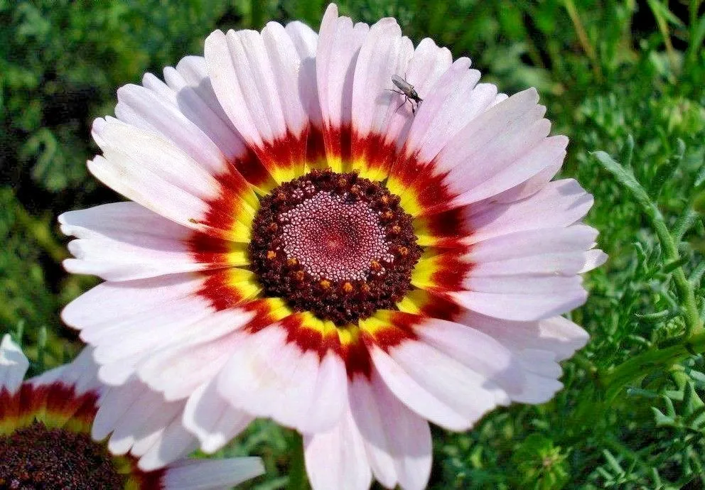 201+Chrysanthemum Tri Color Painted Daisy Seeds /Patio Containers Annual Fresh - £6.75 GBP