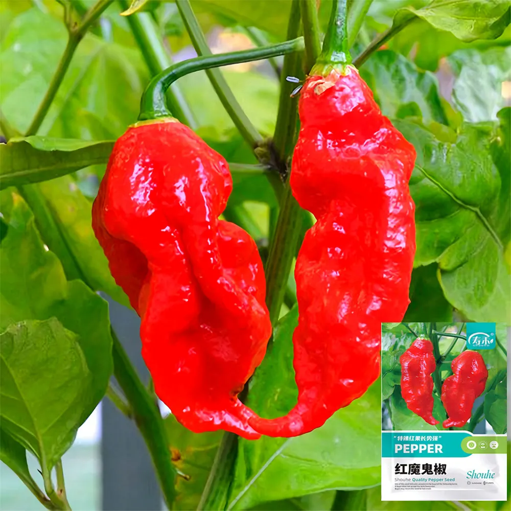 From US 50 pcs Seeds Chili Devils Tongue Red Hot Pepper Seeds High Germination  - £9.07 GBP