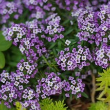 500 Seeds Of Alyssum Violet Queen Purple Groundcover Bees Fragrant Flowers Nongm - £9.80 GBP