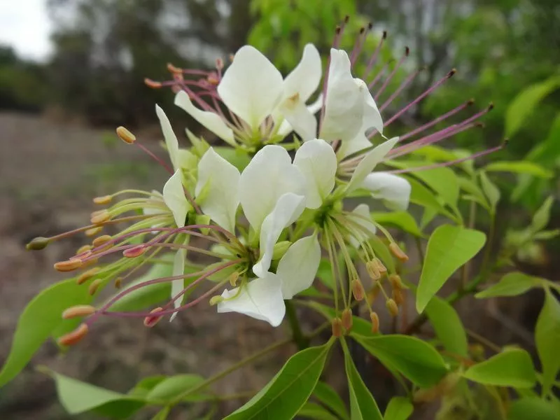 Crateva adansonii odora GARLIC PEAR TREE Exotic SEEDS! - $11.97