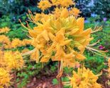 GOLD STRIKE Aromi Azalea Rhododendron Deciduous Starter Plant - £30.40 GBP