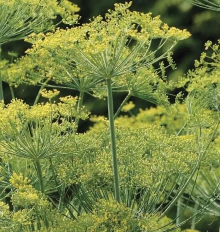 G_S Bouquet Dill Seeds Organic Heirloom - $3.90