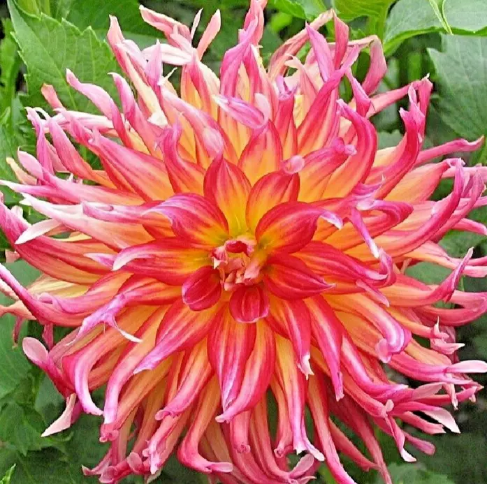 Dahlia BORA BORA 1 Live Flower Plant Bulb Tuber Pink Red Yellow Double 8... - $38.00
