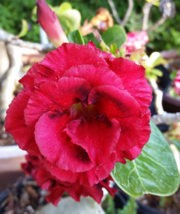 “ 2 PCS Desert Rose Seeds - Bright Dark Red Double Flowers GIM “ - $11.98