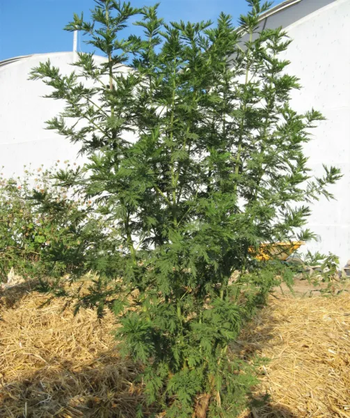 1000 Sweet Wormwood Artemisia Annua Sweet Annie Mugwort Sagewort Herb Seeds Fres - £5.98 GBP