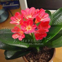 1Seed Gorgeous Clivia flower seeds (Kaffir Lily) COLOR 1 - £24.39 GBP