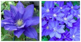 2 HF Young Clematis Blooming Huge 9 inch Blue Flowers Vine Starter Plant... - £52.12 GBP
