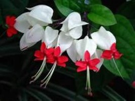 Rooted Starter Plant BLEEDING HEART Clerodendrum thomsonia White &amp; Red Blooms - £26.54 GBP