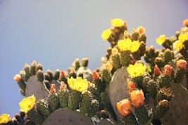 Marblefruit Cactus Opuntia Strigil Edible 10 Seeds From USA! - £7.14 GBP