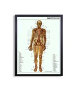 Framed Biology Posters 24&quot;x30&quot; (Skeleton w/Arteries) - $98.01