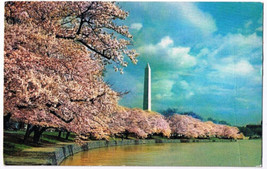 Washington DC Postcard Washington Monument Cherry Blossoms - £2.42 GBP