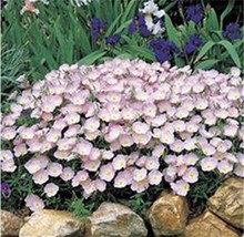100 pcs Evening Primrose Seeds - 4 Colors Available FROM GARDEN - £6.06 GBP