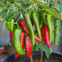 JGBOS Sell 50 Anaheim Chili Pepper Seeds Fresh Harvest For 2024 Gardens - $9.00