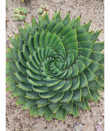 Aloe Polyphylla - $15.75
