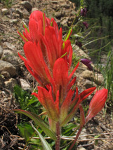 Castilleja Miniata Giant Paintbrush Plant 30 Seeds Fresh Gardening USA S... - $15.70