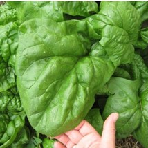 Giant Noble Spinach Seeds 100 - 1/2 LB Bulk Huge Leaves! Heirloom NON-GMO Big - £1.45 GBP+