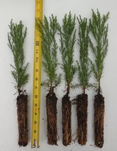 10 Giant Sequoia Trees 8-12” Potted California Redwood Seedlings - $143.90