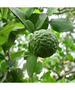 Thai Lime Tree Kaffir Makrut Lime 2-4 Inch Tall Live Fruit Plant Citrus ... - $1,842.48 MXN