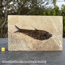 Diplomystus fish fossil in matrix - genuine specimen from eocene usa - - £77.99 GBP