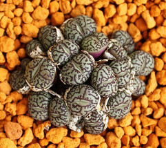 Item image 1 image 1