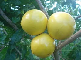 Abiu Trees Pouteria Caimito (Different Varieties). Will Fruit in 2024. - £199.83 GBP