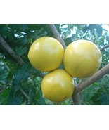 Abiu Trees Pouteria Caimito (Different Varieties). Will Fruit in 2024. - £196.58 GBP
