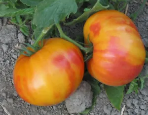 50 Seeds Armenian Tomato Tasty Juicy Vegetable Tomatoe Edible Fresh - £8.11 GBP