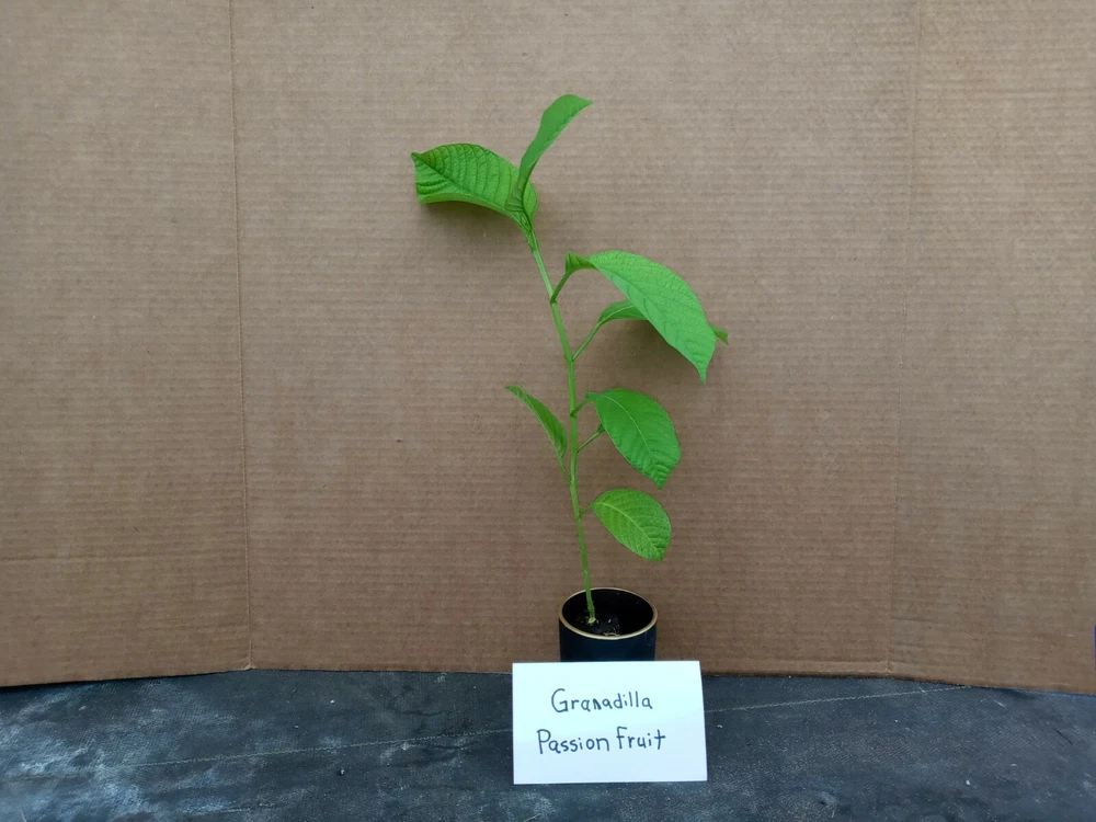 Premium Yellow passion Harvest passiflora live starter plant includes - €4,08 EUR Premium Yellow passion Harvest passiflora live starter plant includes - €4,08 EUR