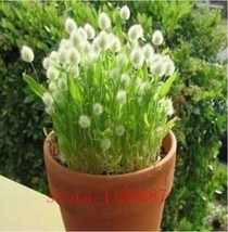 White Bunny Tails Ovatus Grass, Lagurus Seeds - $13.70