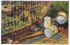 Florida Postcard Miami Parrot Jungle Susie Capupuchine Monkey Getting A Nut - £2.32 GBP