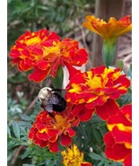 Marigold French Brocade 100+ Seeds Heirloom Open Pollinated - €7,51 EUR