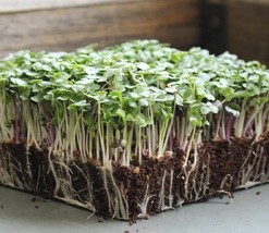 Basic Salad Mix Microgreen Heirloom Non GMO For Sprouting Bulk Seeds - $172.69 MXN
