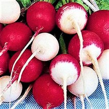 Confetti Mix Radish Seeds 200 Seeds Nongmo 4 Items From US  - £6.58 GBP